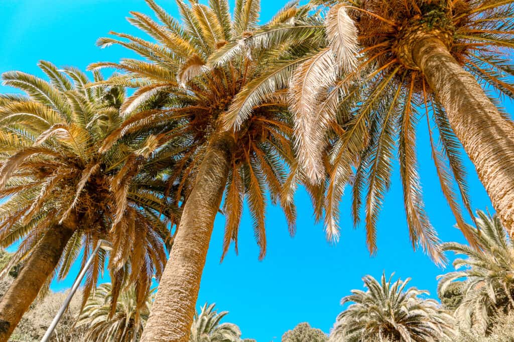 Looking upwards at a cluster of tall palm trees, their trunks stretching into a clear blue sky, exuding a tropical and serene vibe