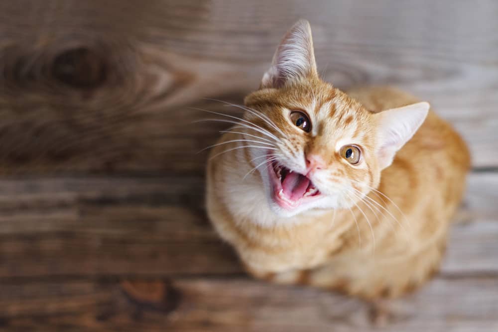 A curious ginger cat meowing directly at the camera with a playful expression, set against a blurred wooden backdrop