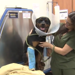 Dog recovering from gunshot injuries at Miami-Dade Animal Services shelter ahead of surgery
