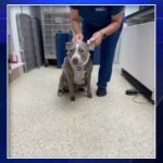 Dog undergoes surgery after being shot in neck in Dania Beach